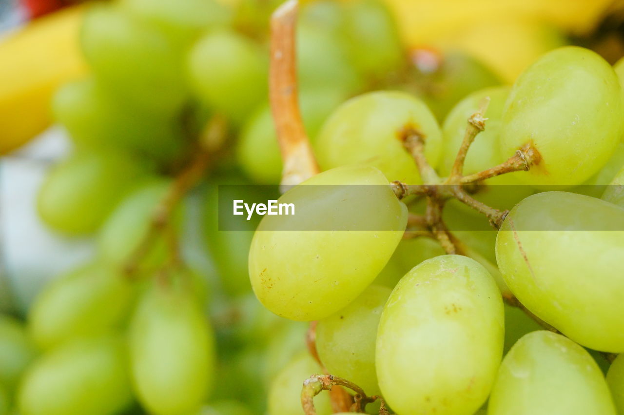 CLOSE-UP OF FRUITS GROWING ON TREE