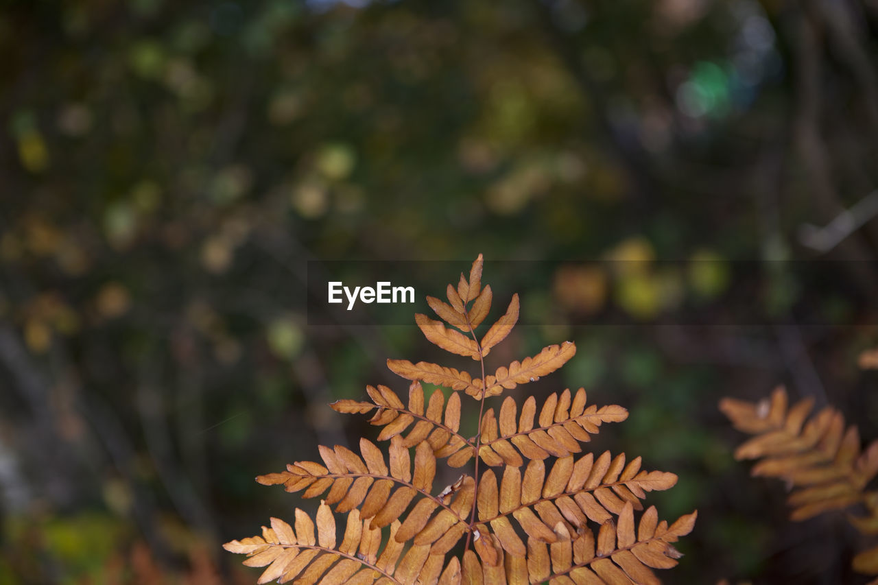 Close-up of fresh leaf against trees