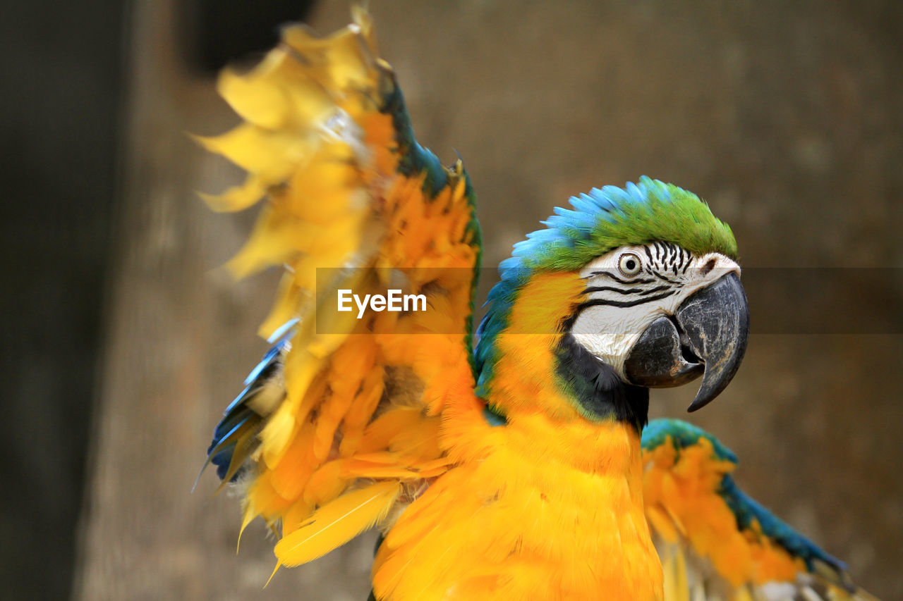 CLOSE-UP OF GOLD AND BLUE MACAW