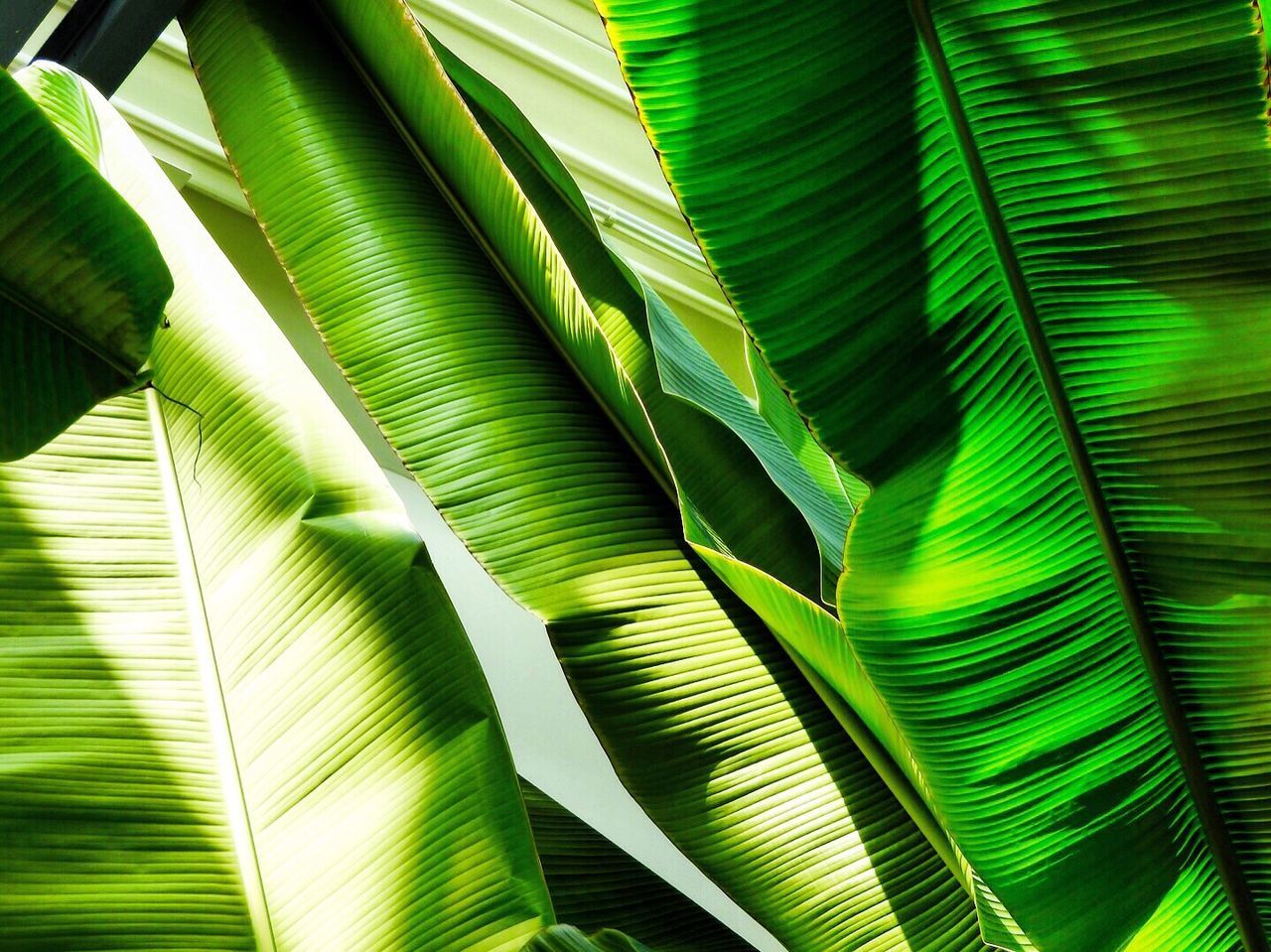 Close-up of banana leaves growing outdoors