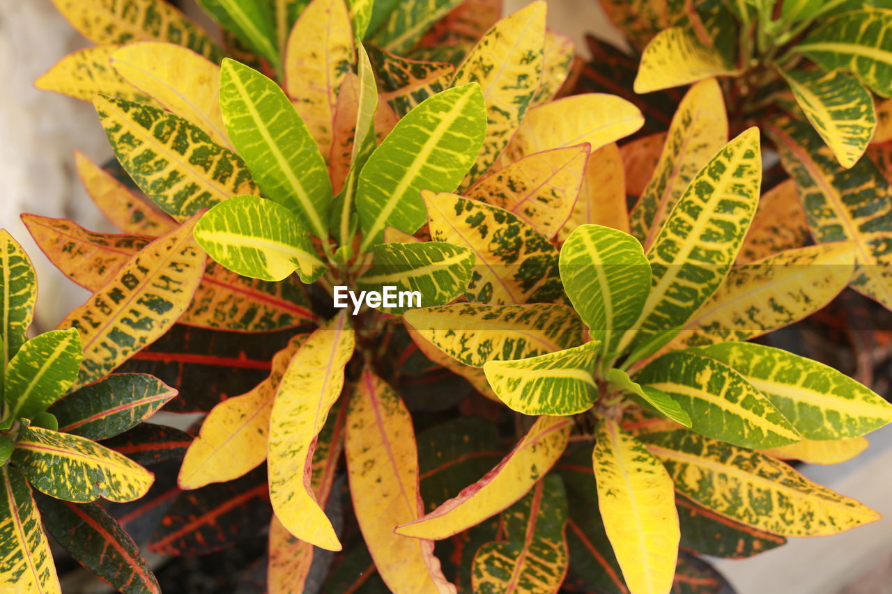 Close-up of fresh yellow leaves on plant
