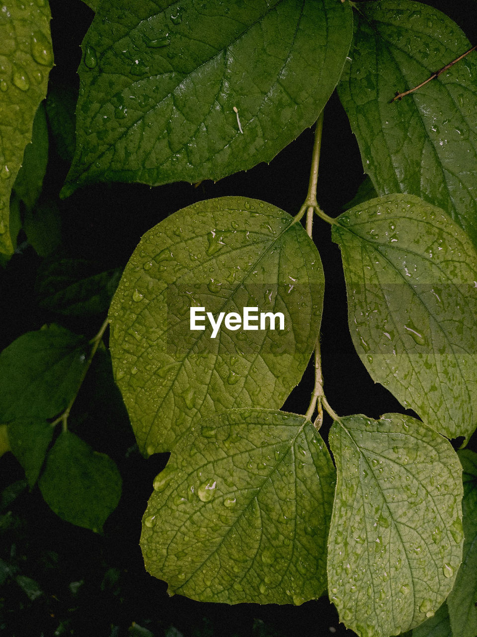 CLOSE-UP OF WET PLANT LEAVES