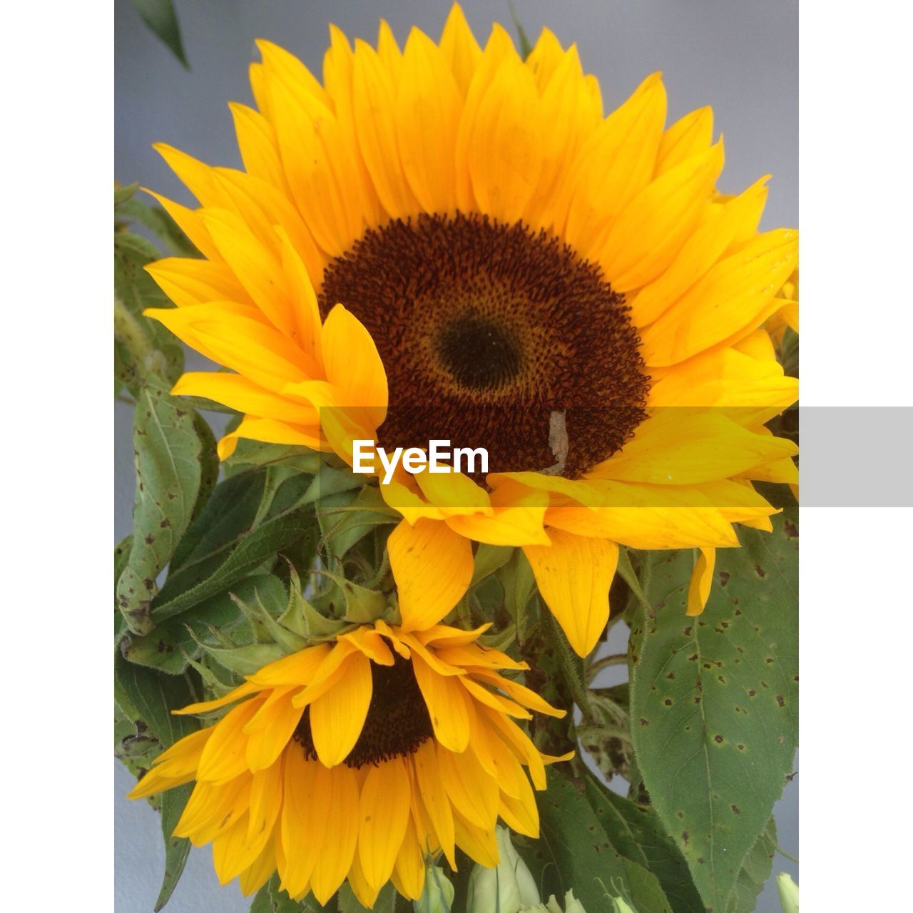 Close-up of sunflowers growing in field