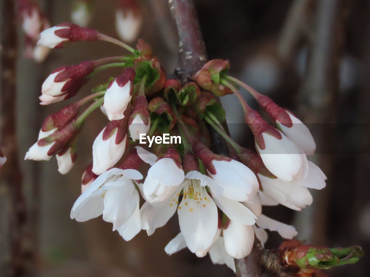 Close-up of white cherry blossoms