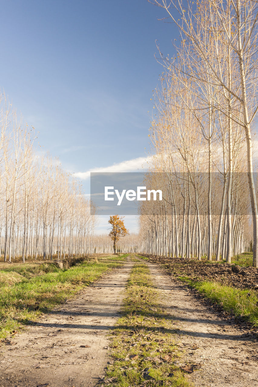 Road amidst bare trees on field against sky