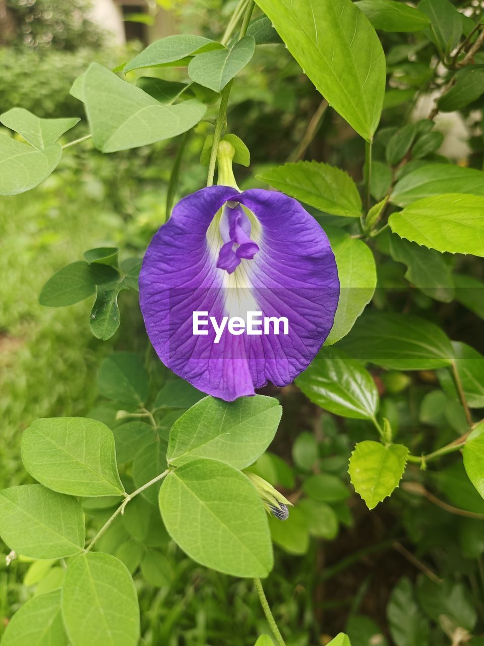 plant, flowering plant, flower, plant part, leaf, freshness, beauty in nature, growth, purple, petal, flower head, inflorescence, fragility, close-up, nature, green, no people, springtime, botany, outdoors, blossom, wildflower, day, focus on foreground