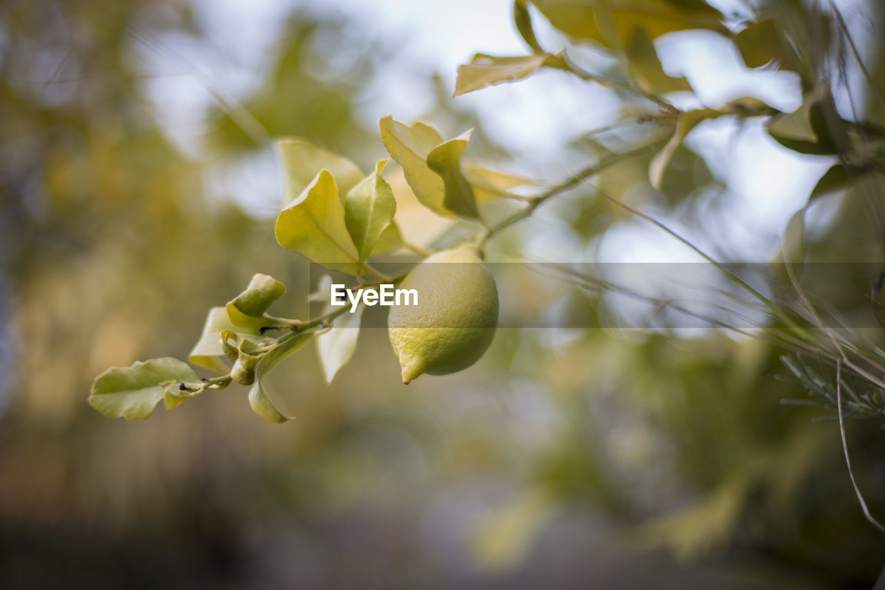 Close-up of fresh lemon on tree