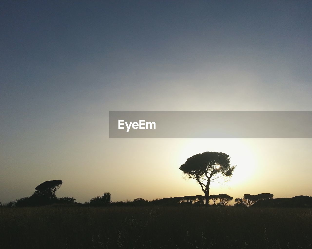 SILHOUETTE TREES ON FIELD AGAINST SKY DURING SUNSET