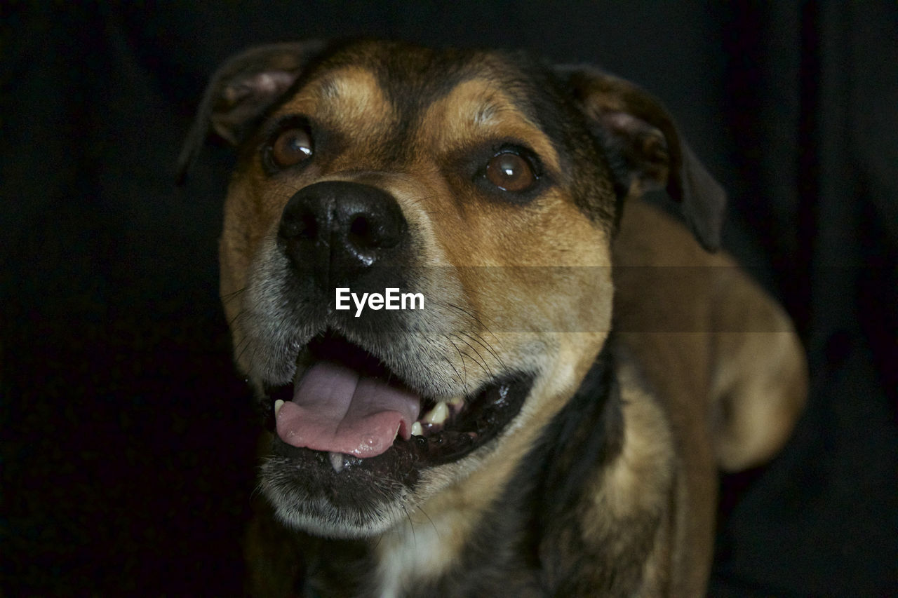 CLOSE-UP PORTRAIT OF DOG WITH EYES