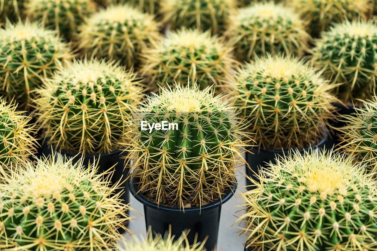 cactus, green, succulent plant, thorn, plant, growth, sharp, nature, no people, spiked, backgrounds, beauty in nature, full frame, flower, sign, outdoors, close-up, barrel cactus, communication, food and drink, day, land, field, food, warning sign