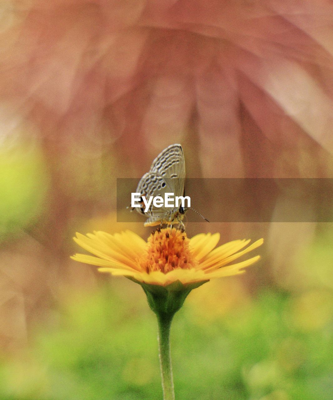 CLOSE-UP OF BUTTERFLY POLLINATING ON YELLOW FLOWER