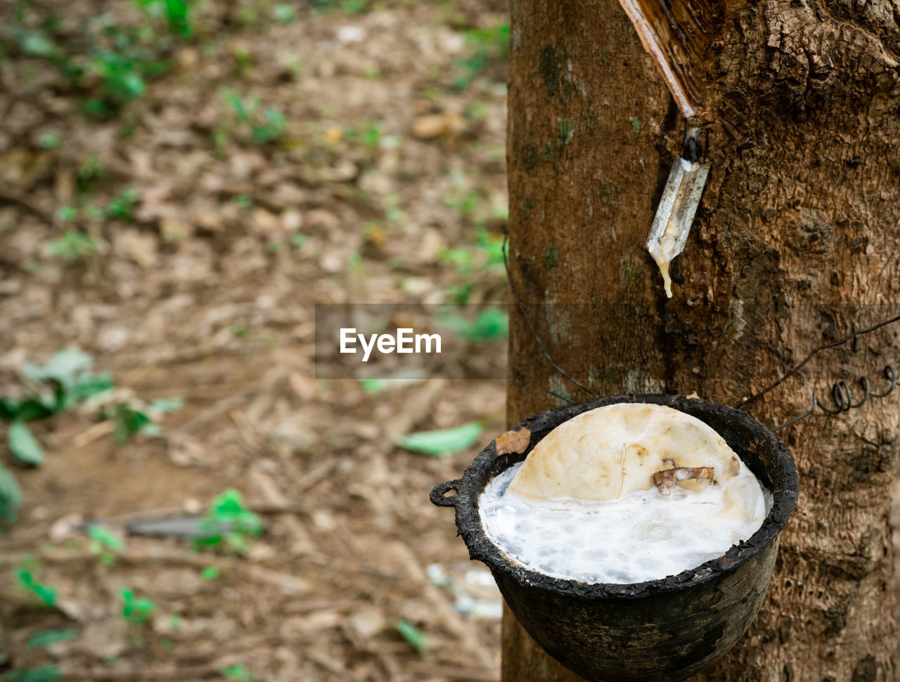 Rubber tree plantation. rubber tapping in rubber tree garden in thailand. natural latex extracted.