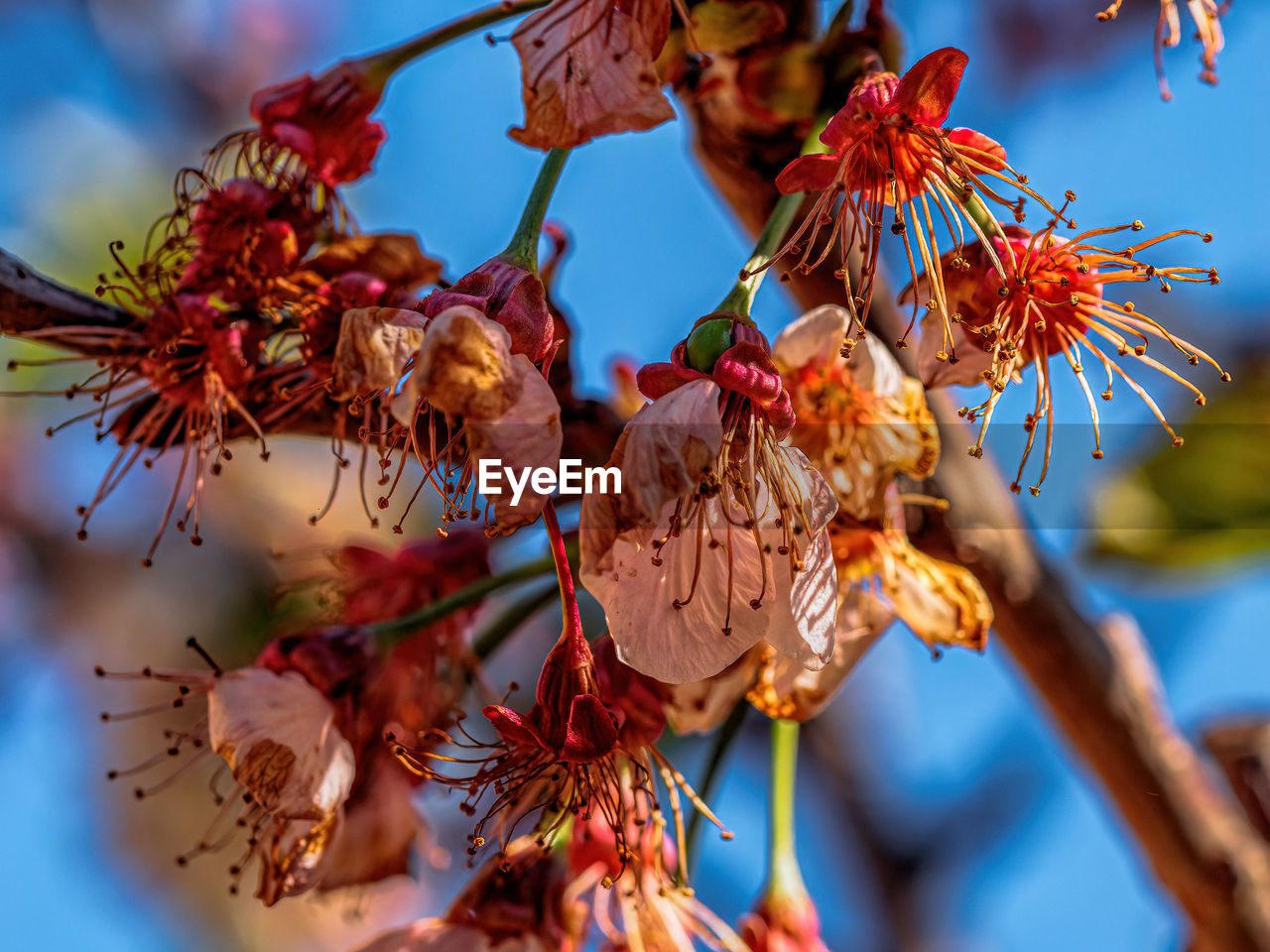 LOW ANGLE VIEW OF RED FLOWERING PLANT