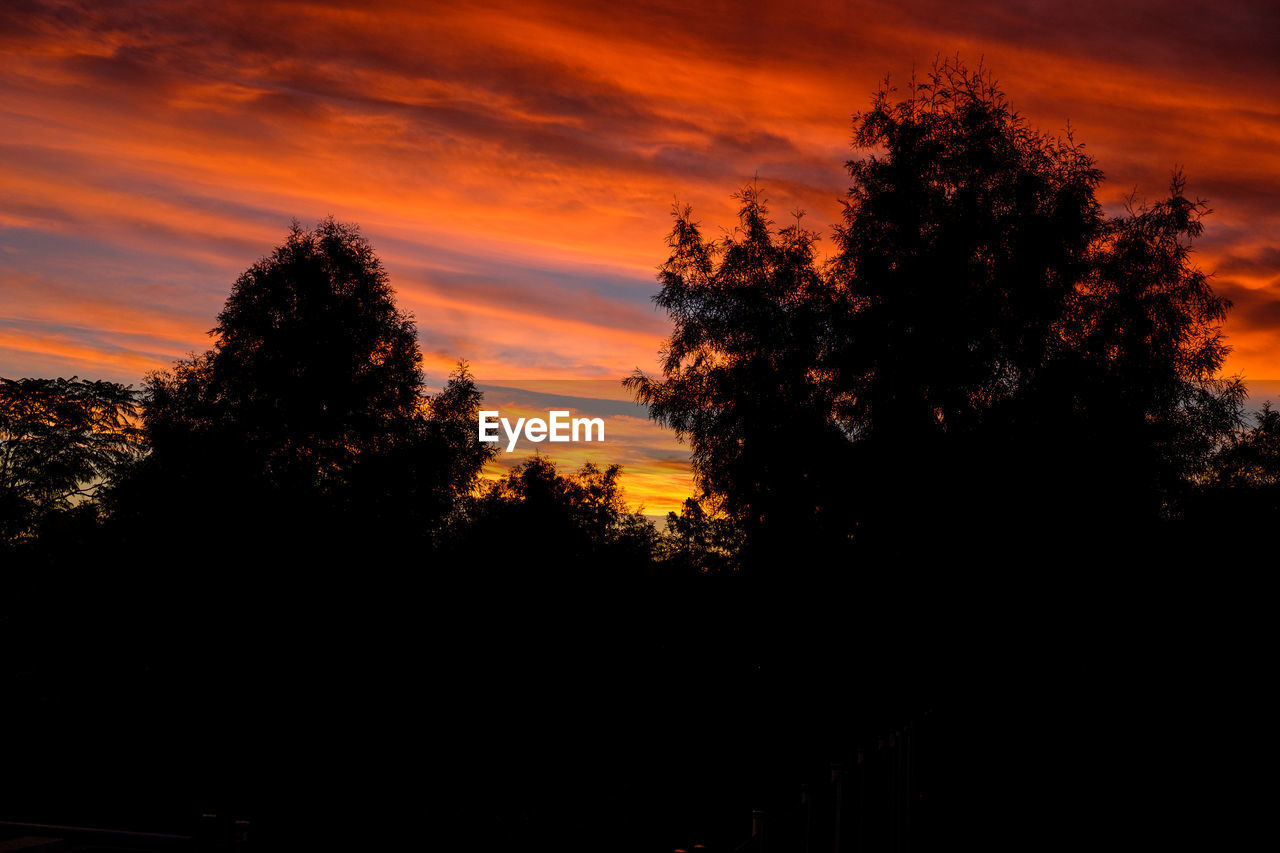 SILHOUETTE TREE AGAINST SKY AT SUNSET