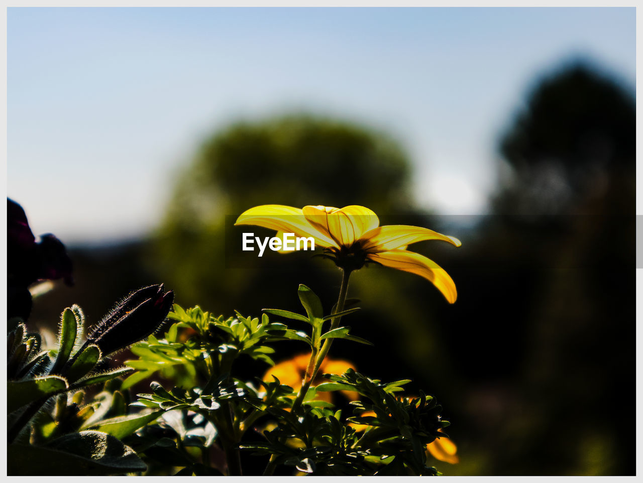 YELLOW FLOWERS BLOOMING OUTDOORS