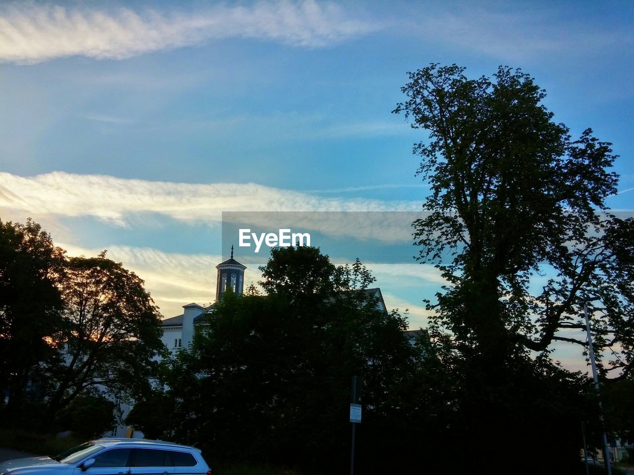 LOW ANGLE VIEW OF TREES AGAINST SKY