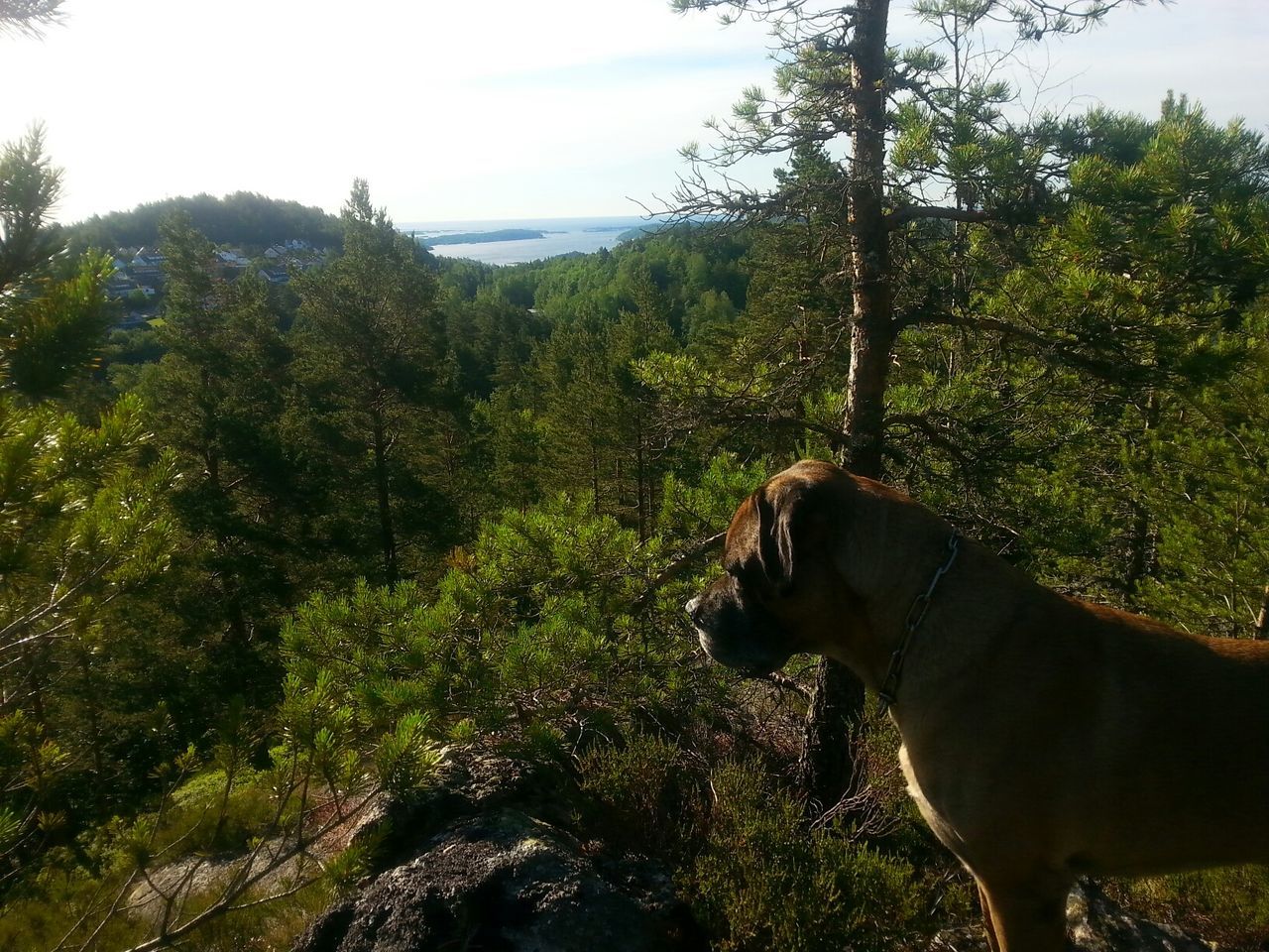 Cane corso against trees in forest