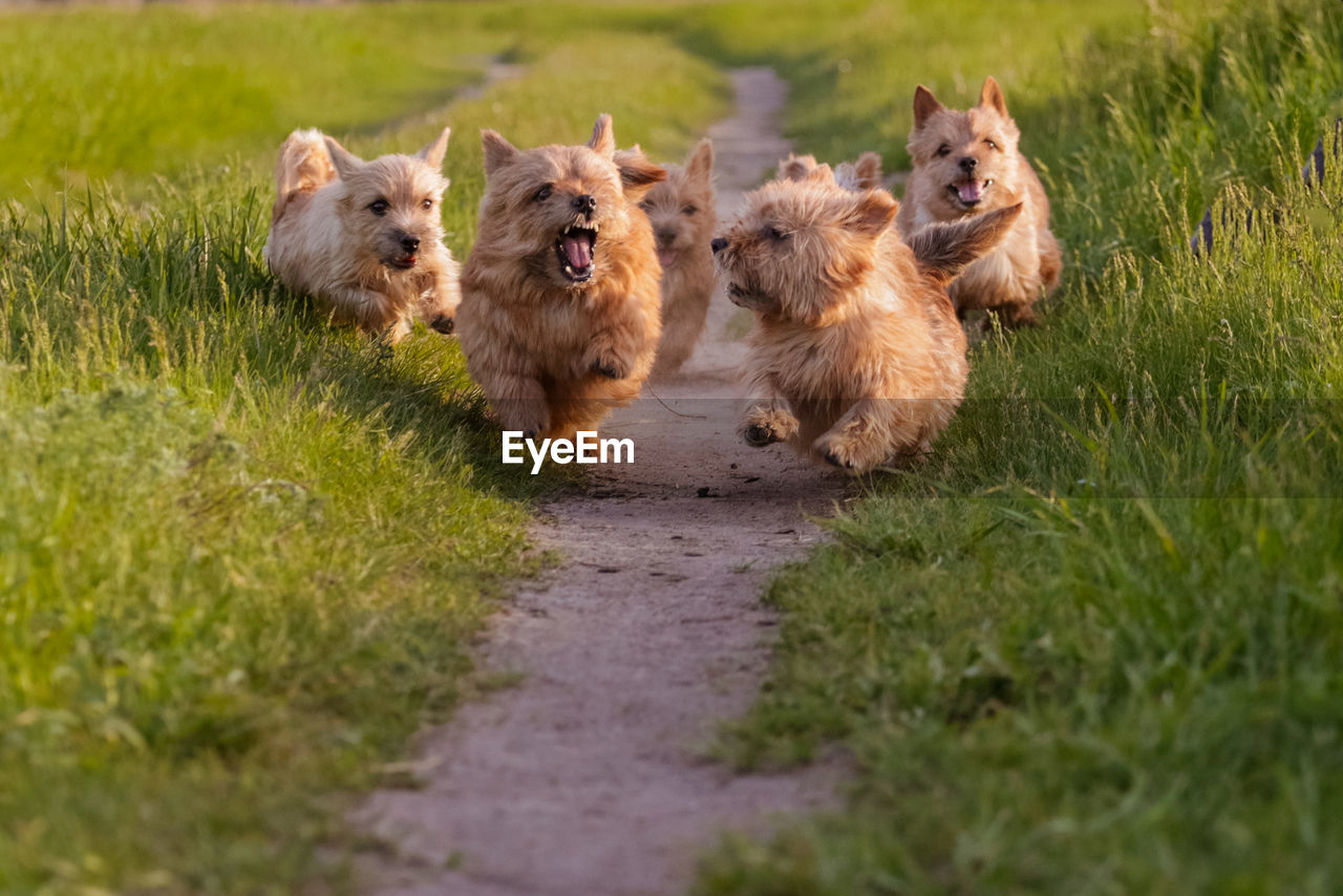 Dogs breed norwich terrier on the walk in the field