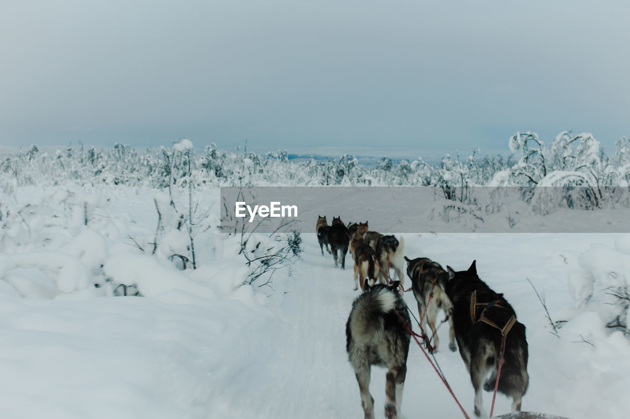 Siberian huskies walking on snow covered field against sky