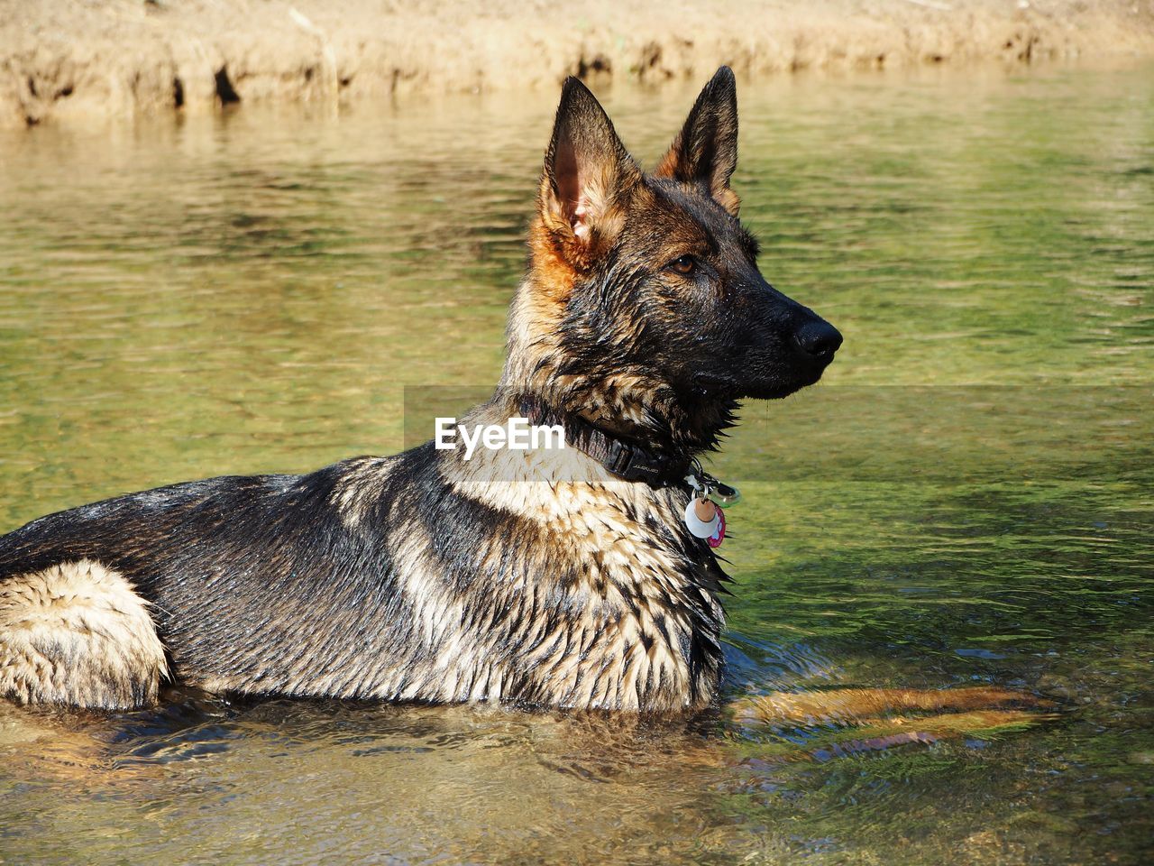 VIEW OF A DOG IN THE LAKE