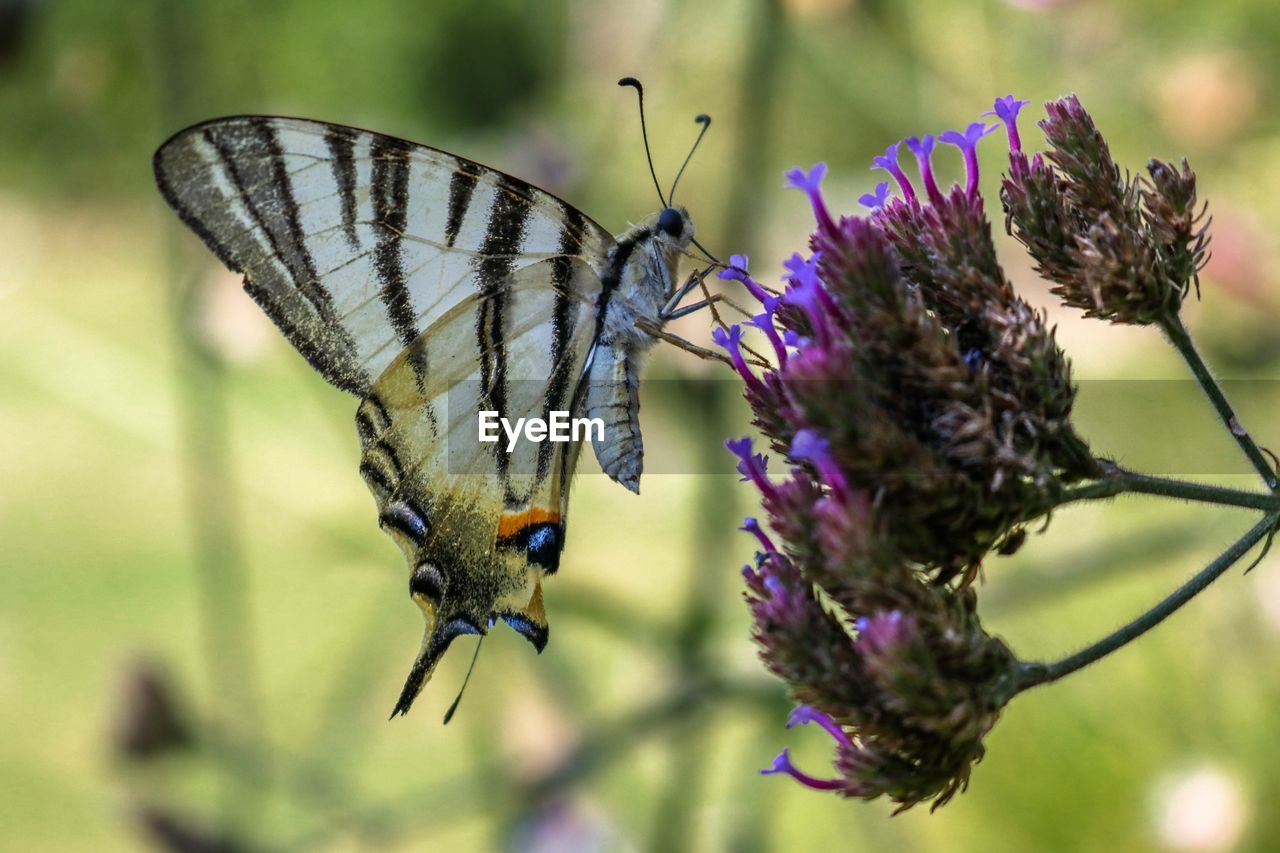 Close-up of butterfly on purple flower