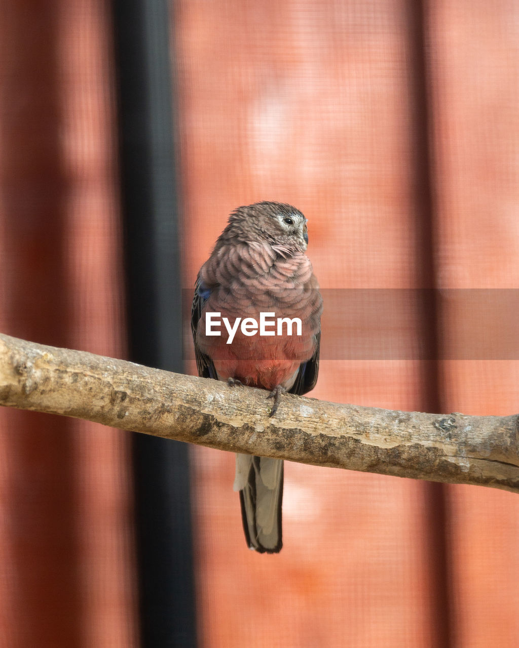 Close up of a burkes parrot