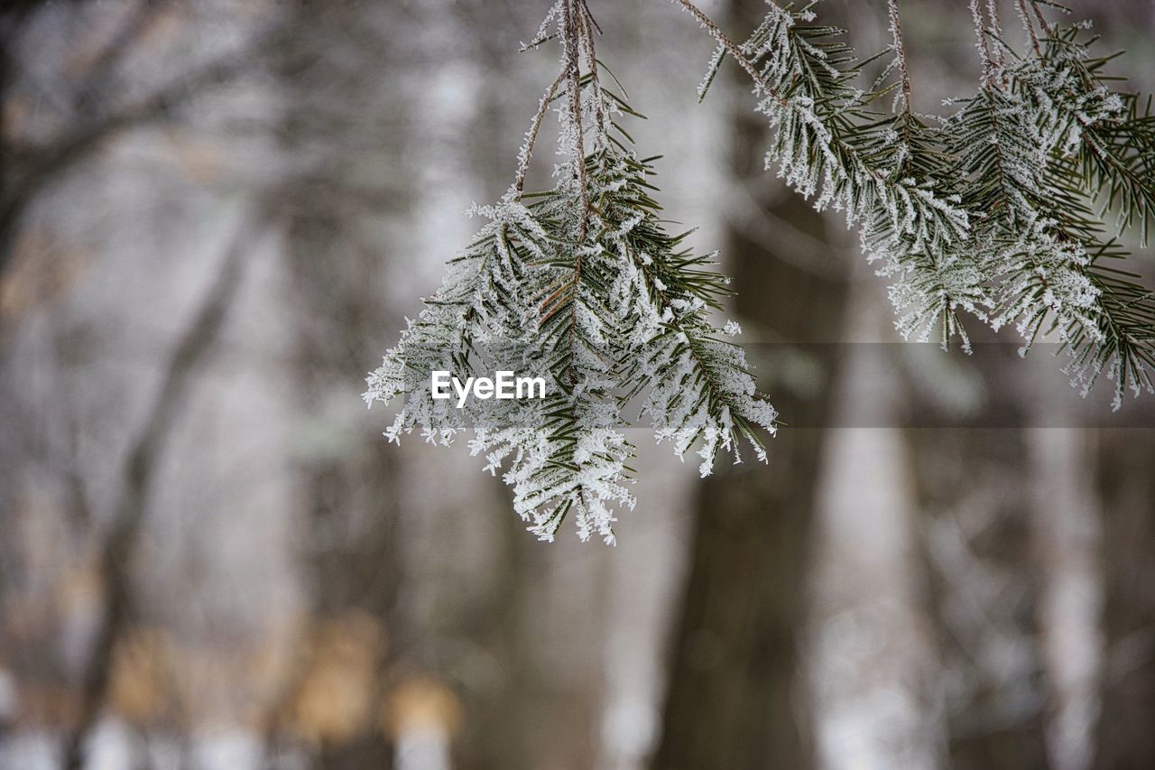 Close-up of snow covered pine tree