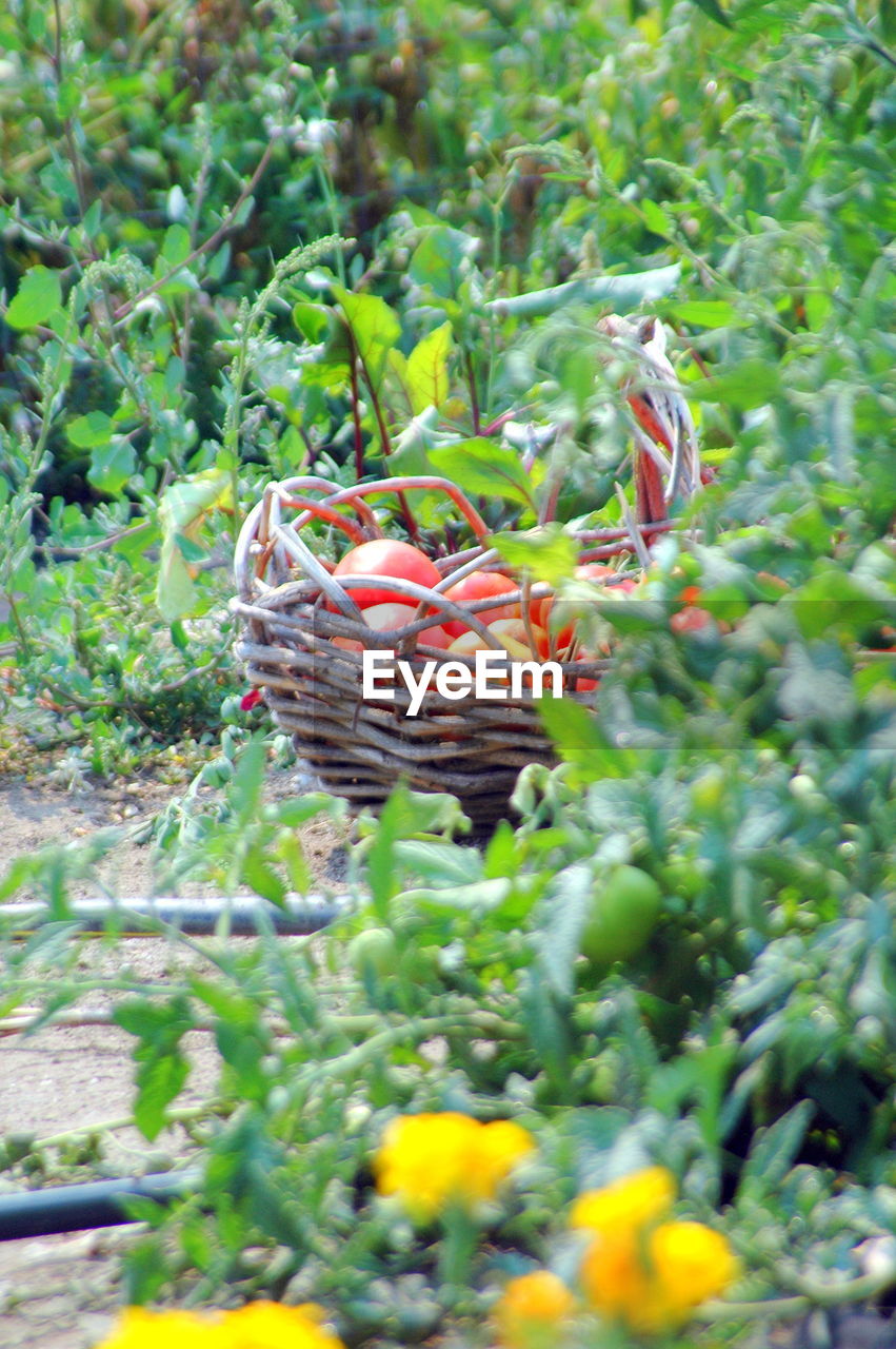 CLOSE-UP OF BUTTERFLY ON PLANTS IN FIELD