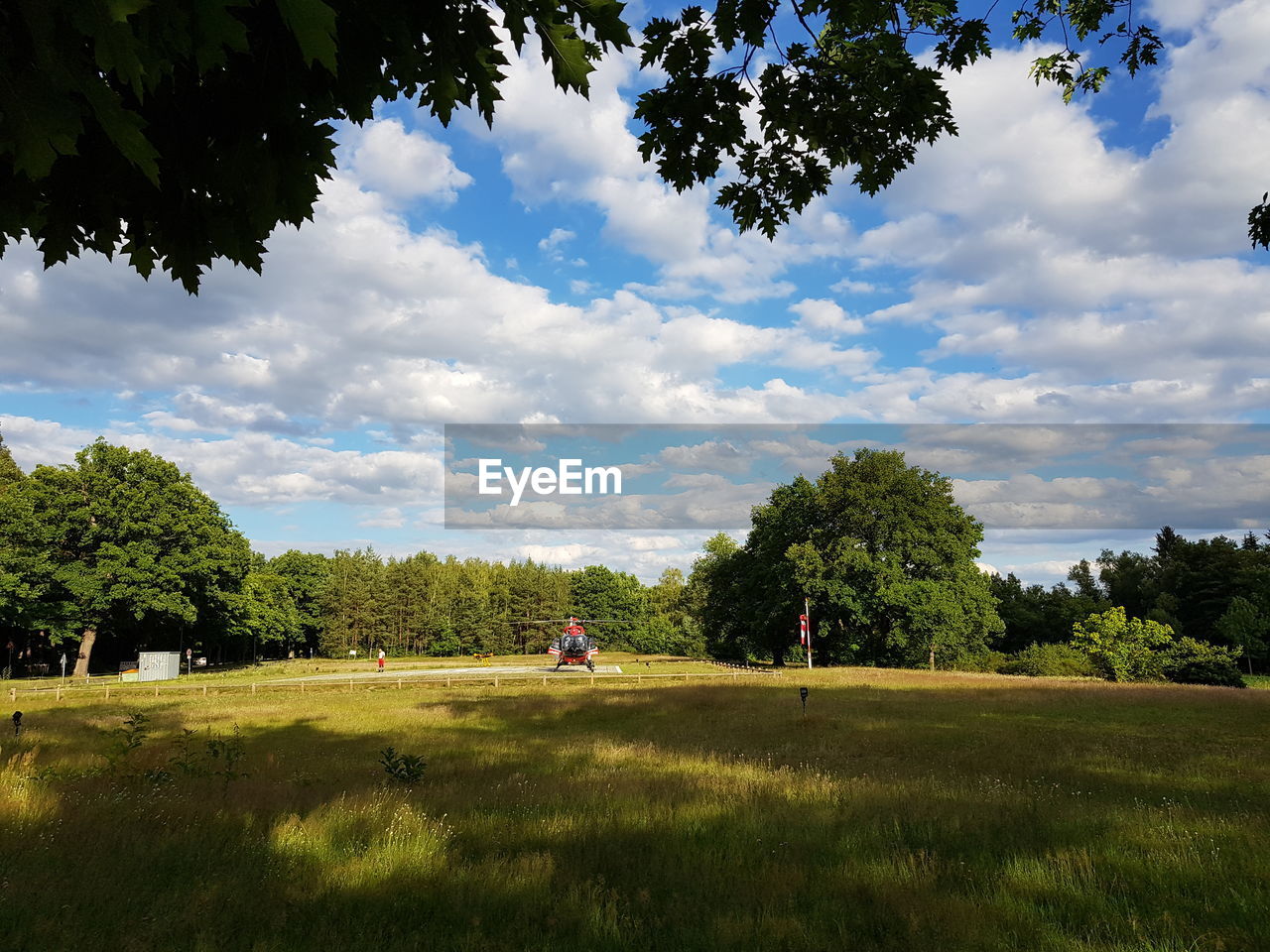 TREES GROWING ON FIELD AGAINST SKY