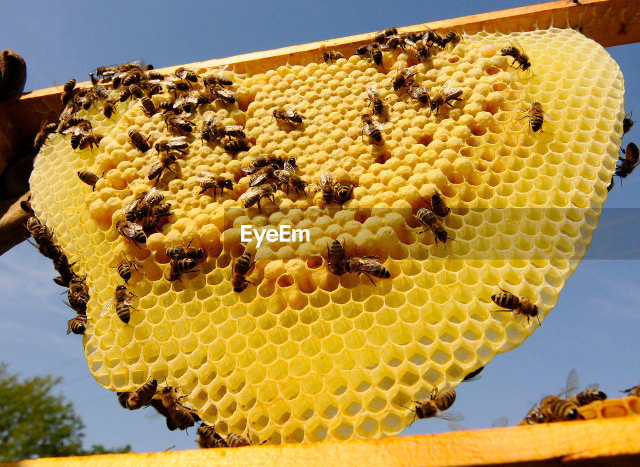 Bee keeper showing honey comb with honey bees in his garden