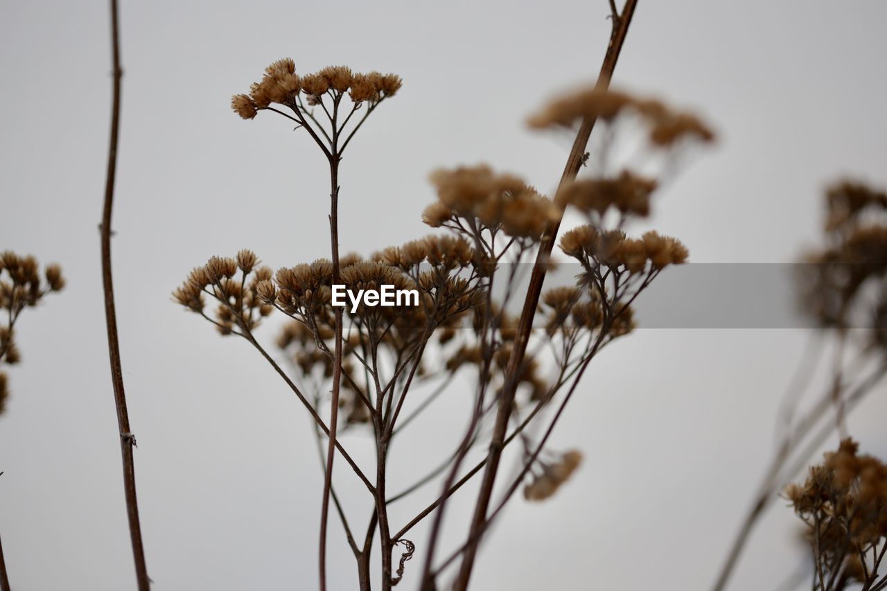 Close-up of dried plant against sky