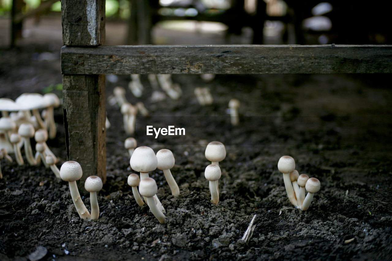 Close-up of mushrooms on field