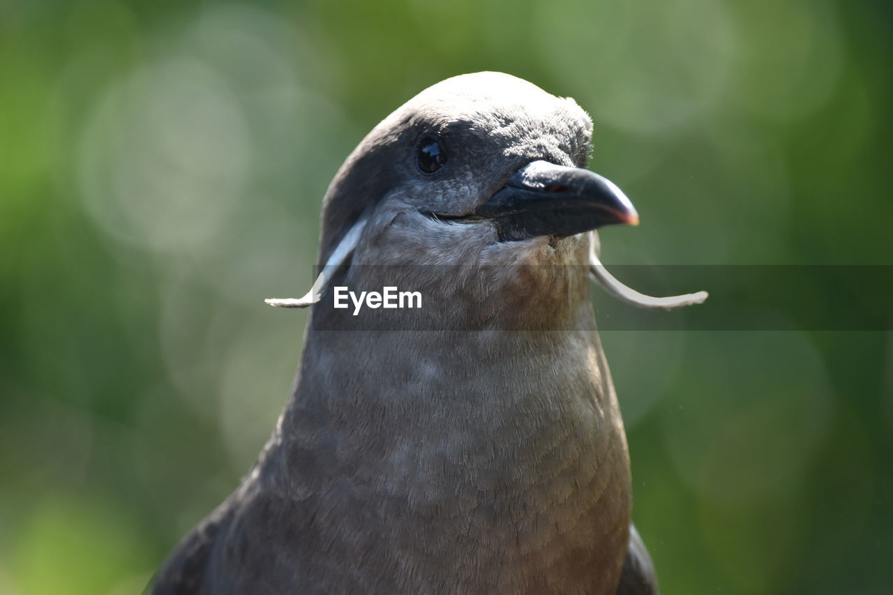 Close-up of a bird