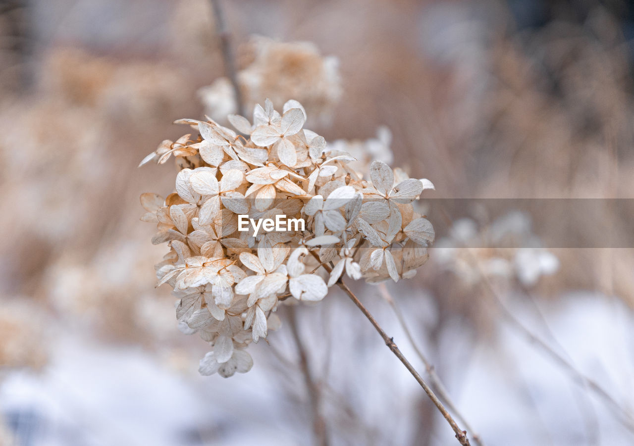 Close-up of white cherry blossom tree