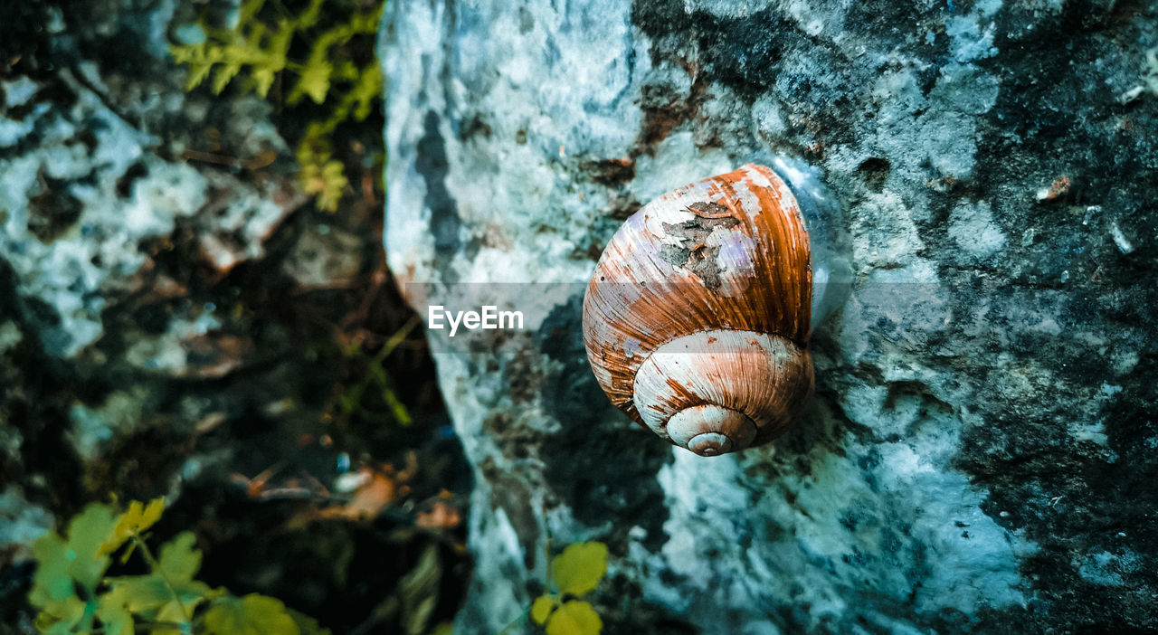 CLOSE-UP OF SNAIL IN TREE TRUNK