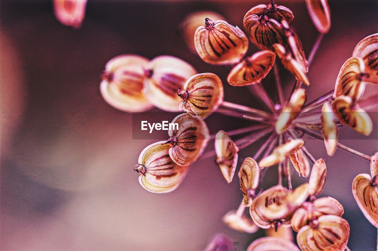 Close-up of flower against blurred background