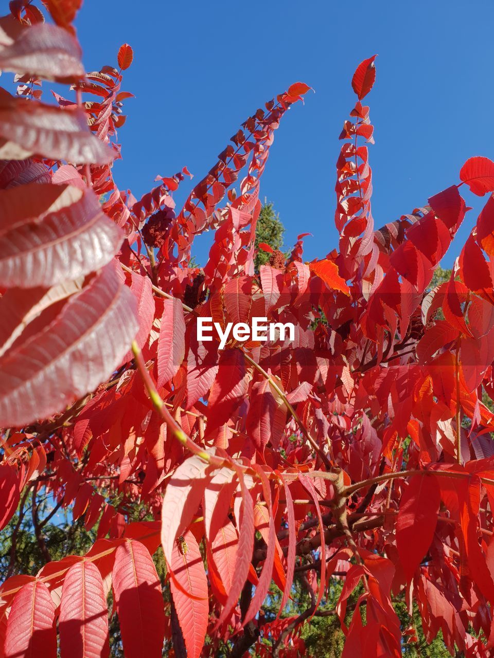 LOW ANGLE VIEW OF CHERRY BLOSSOM AGAINST SKY