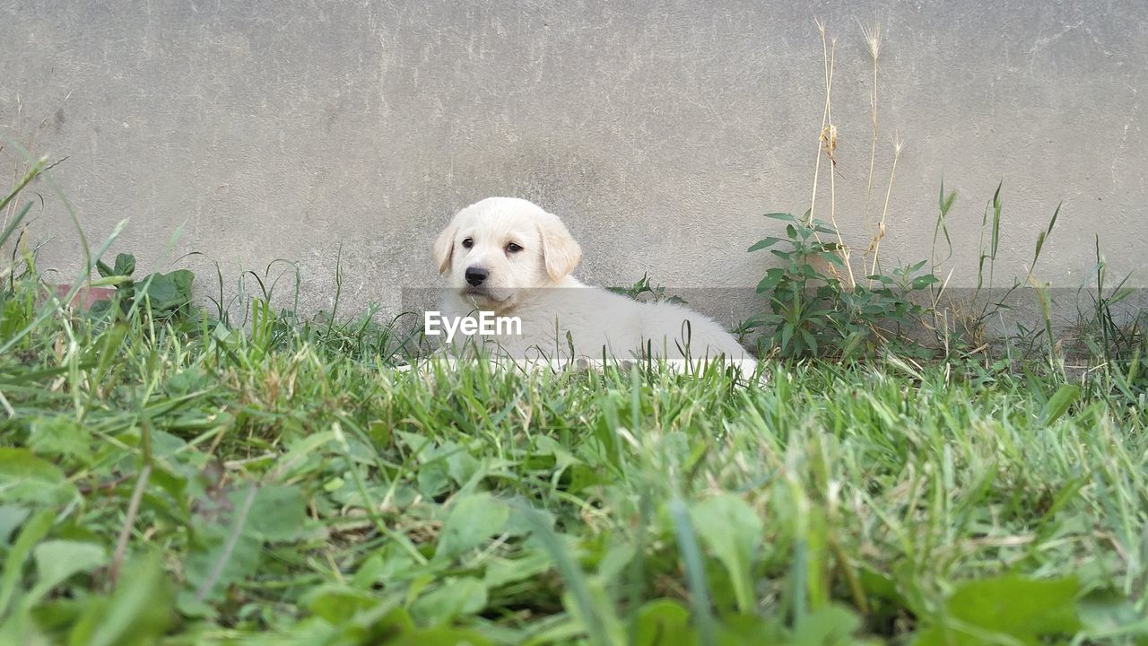 Portrait of a dog against the wall