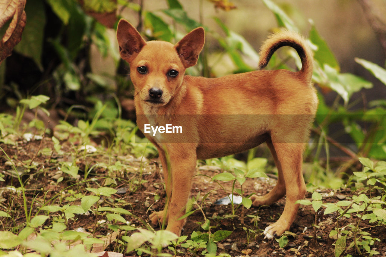 PORTRAIT OF DOG STANDING ON LAND