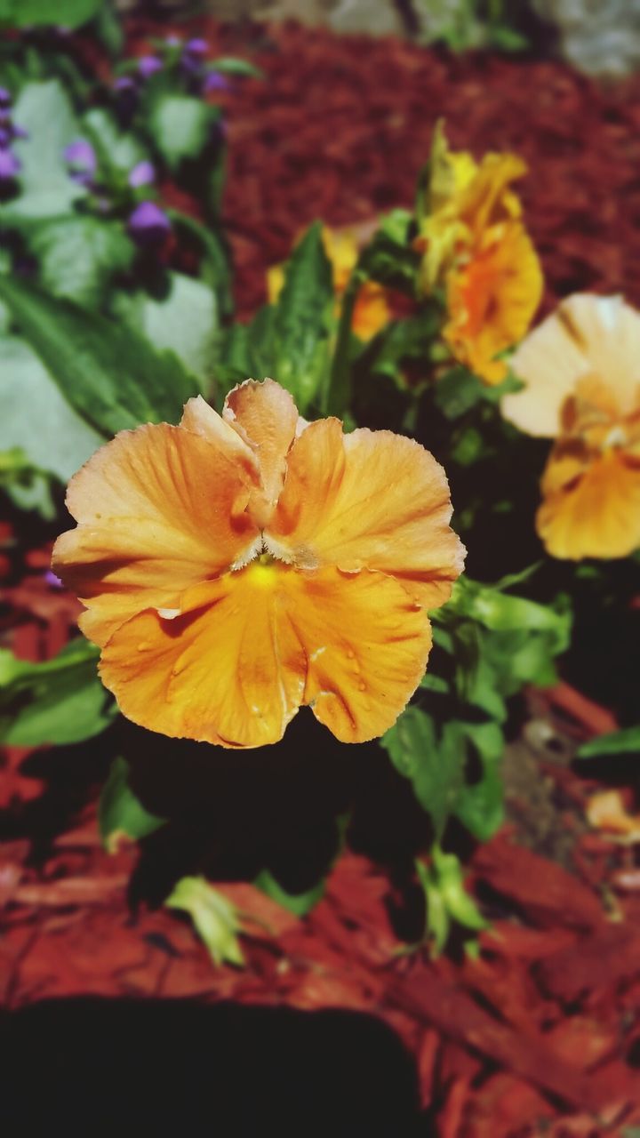 CLOSE-UP OF ORANGE FLOWERS BLOOMING OUTDOORS