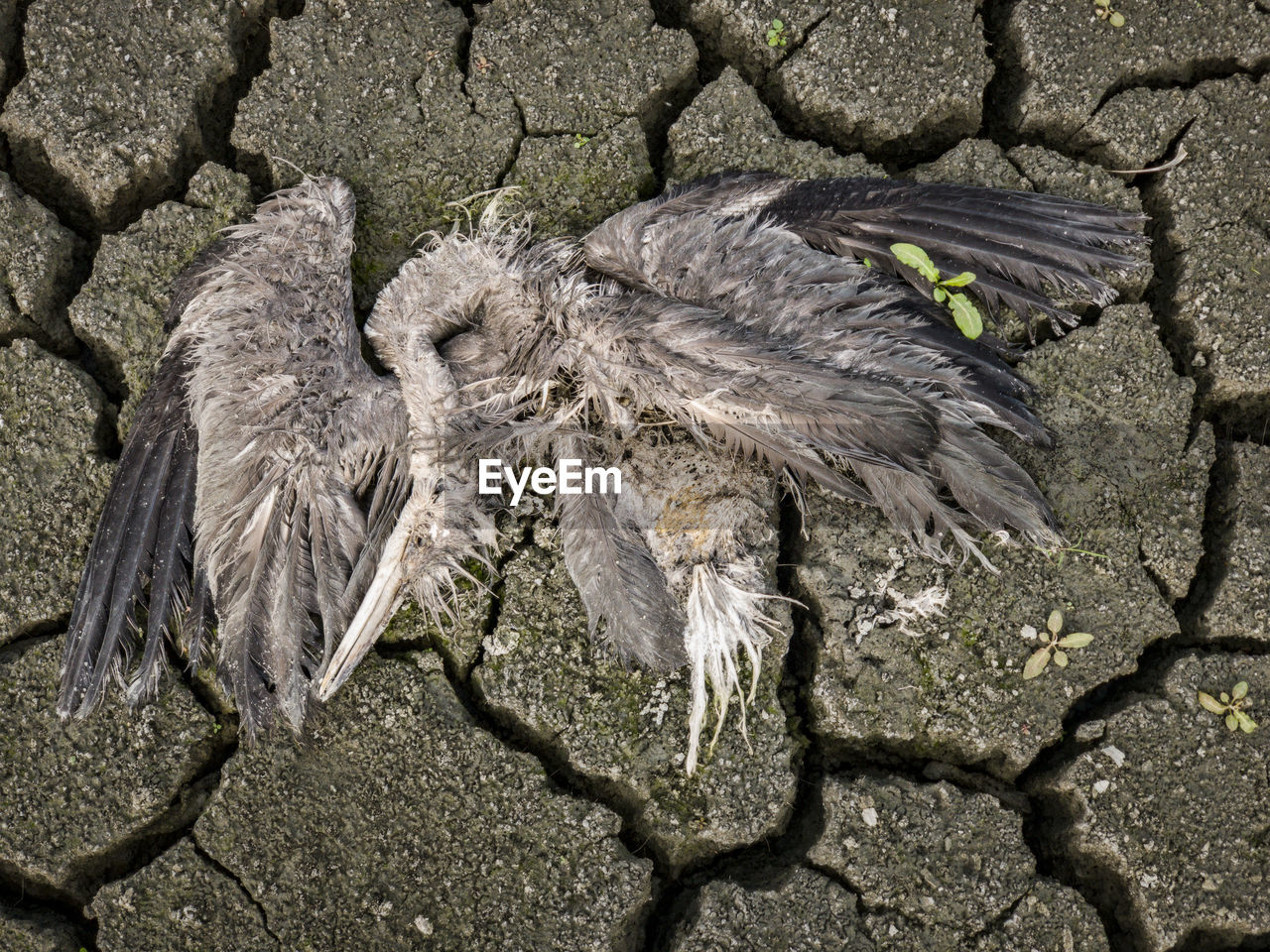 High angle view of dead heron on land during drought