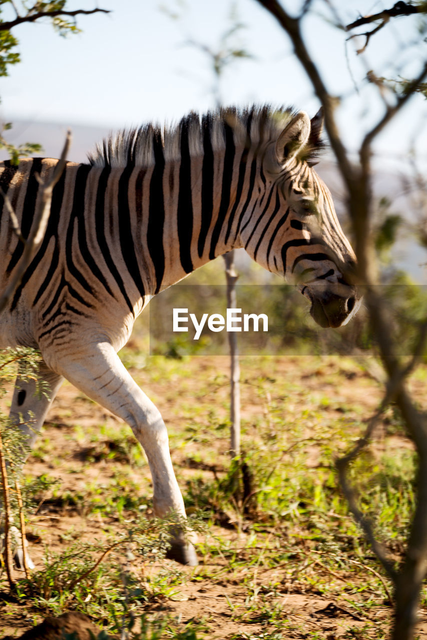 SIDE VIEW OF A GIRAFFE