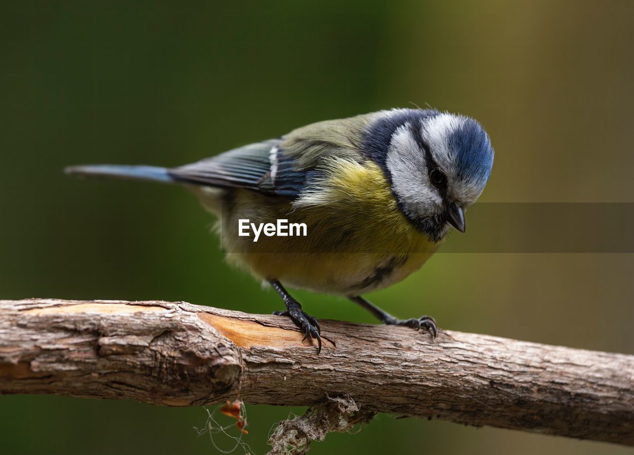 CLOSE-UP OF BIRD PERCHING ON WOOD