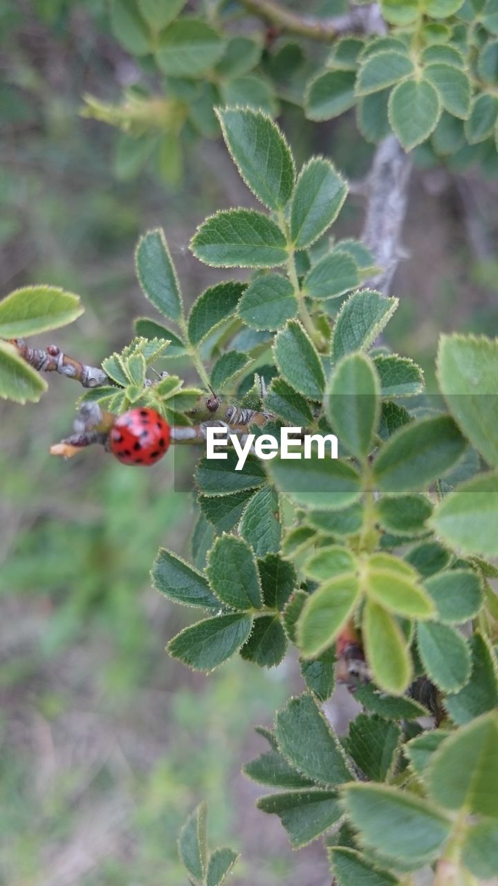 CLOSE-UP OF FRUIT TREE