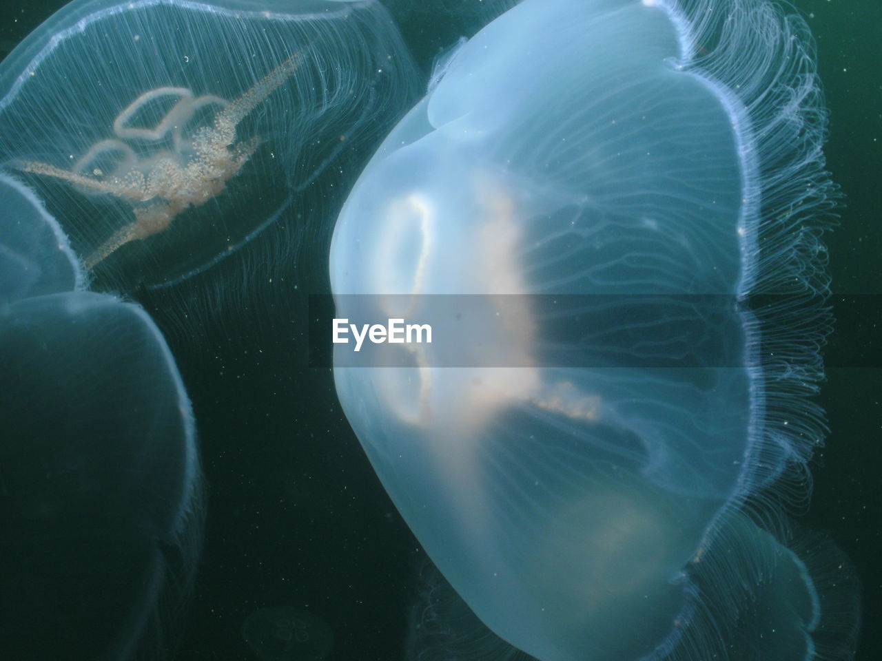 Close-up of jellyfish swimming underwater at aquarium