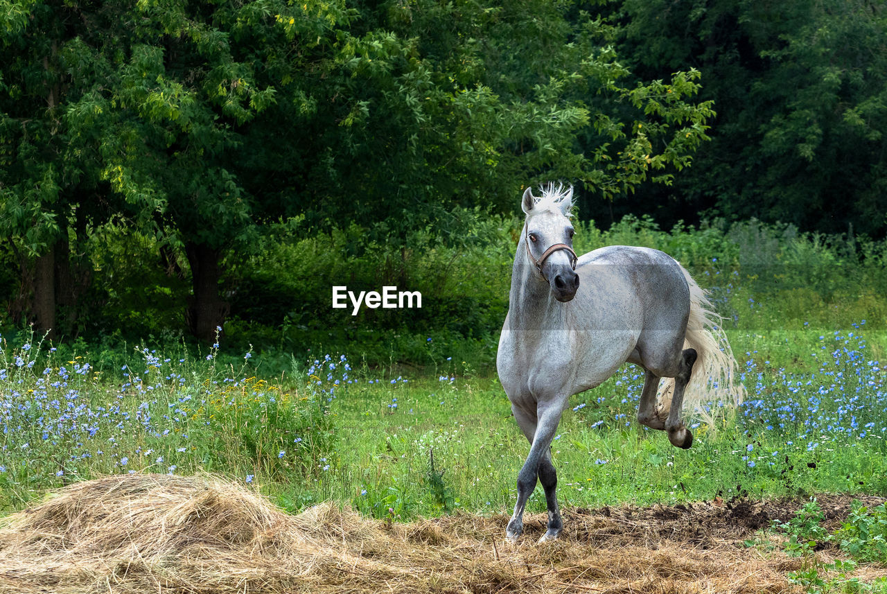 Horse running on field against trees