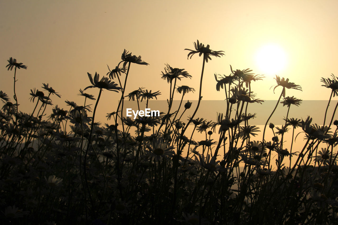 sunset, sky, plant, nature, beauty in nature, silhouette, sun, sunlight, land, tranquility, landscape, field, scenics - nature, growth, no people, evening, environment, flower, grass, horizon, outdoors, tranquil scene, back lit, non-urban scene, tree, twilight, idyllic, rural scene, dusk, crop, agriculture, yellow, flowering plant, sunbeam, travel destinations