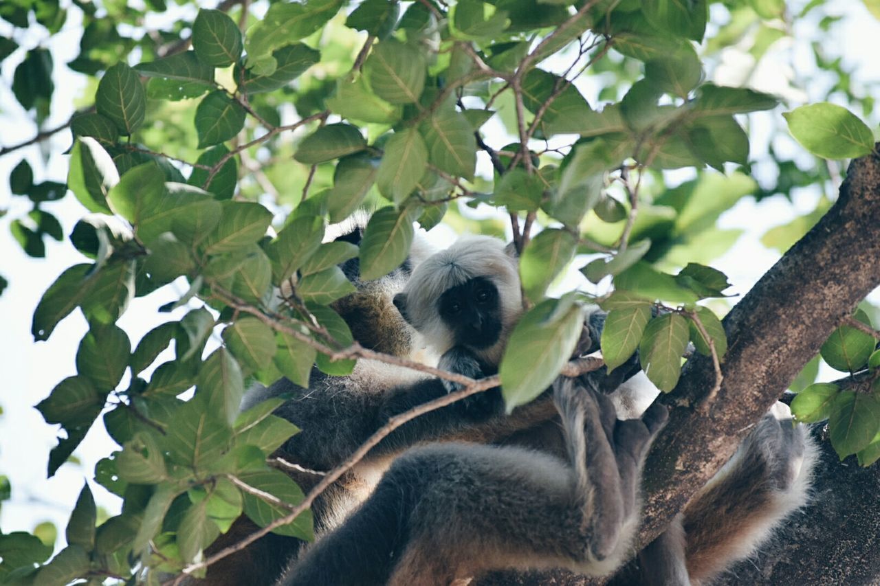 Gray langur with young animal on tree
