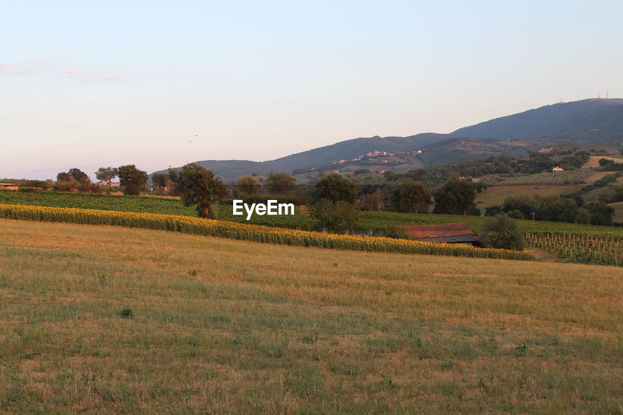 Scenic view of rural landscape