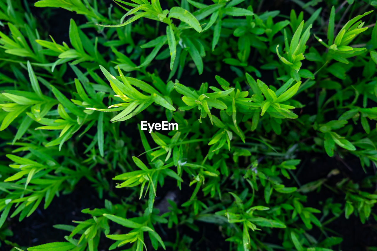 green, plant, plant part, leaf, food and drink, nature, growth, food, herb, grass, beauty in nature, freshness, flower, lawn, full frame, no people, shrub, healthcare and medicine, backgrounds, medicine, close-up, vegetable, outdoors, land, tree, agriculture, field, alternative medicine, day, foliage, lush foliage, healthy eating